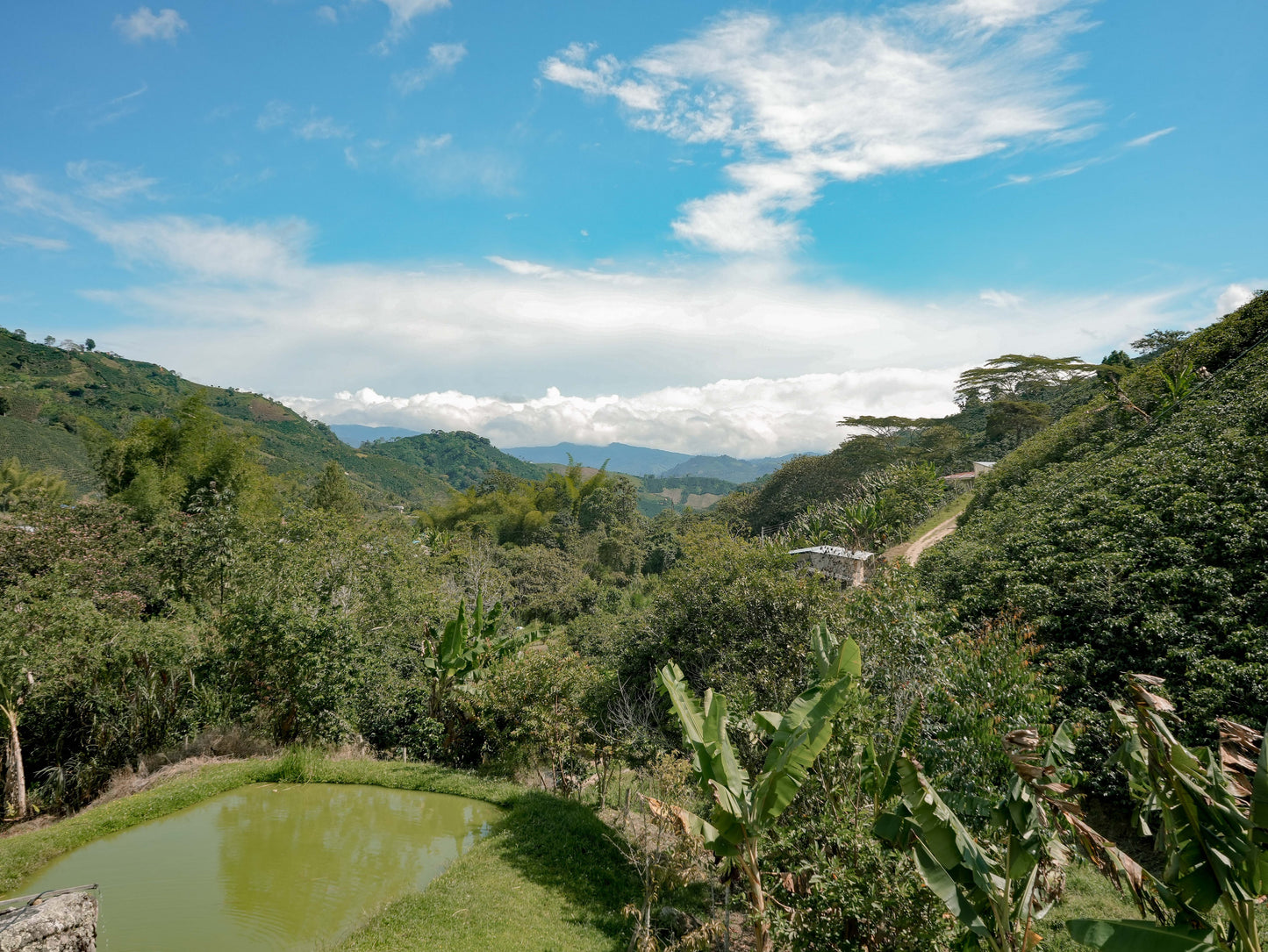 Colombia - Sugarcane DECAF El Carmen