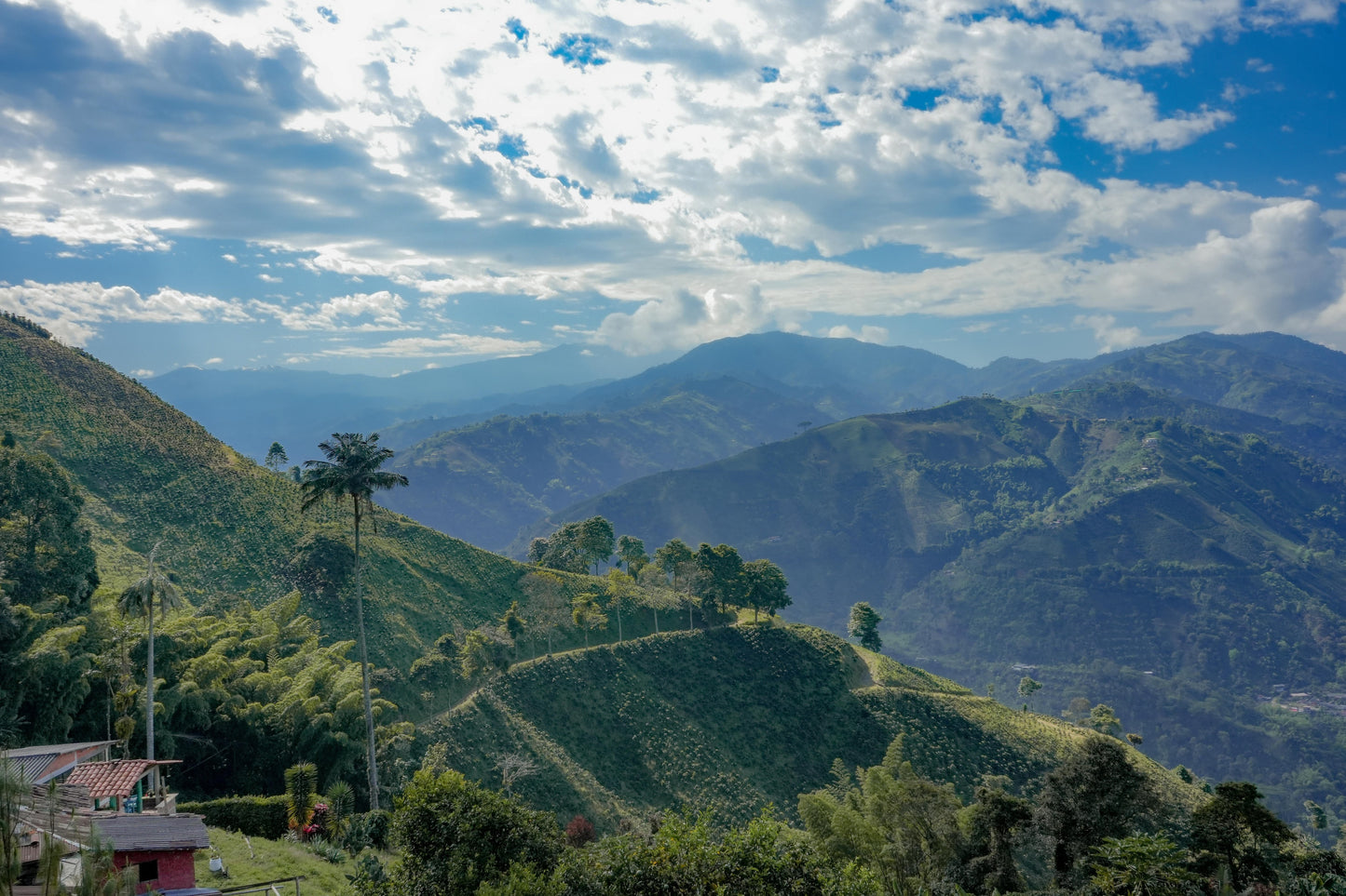 Colombia - Geisha